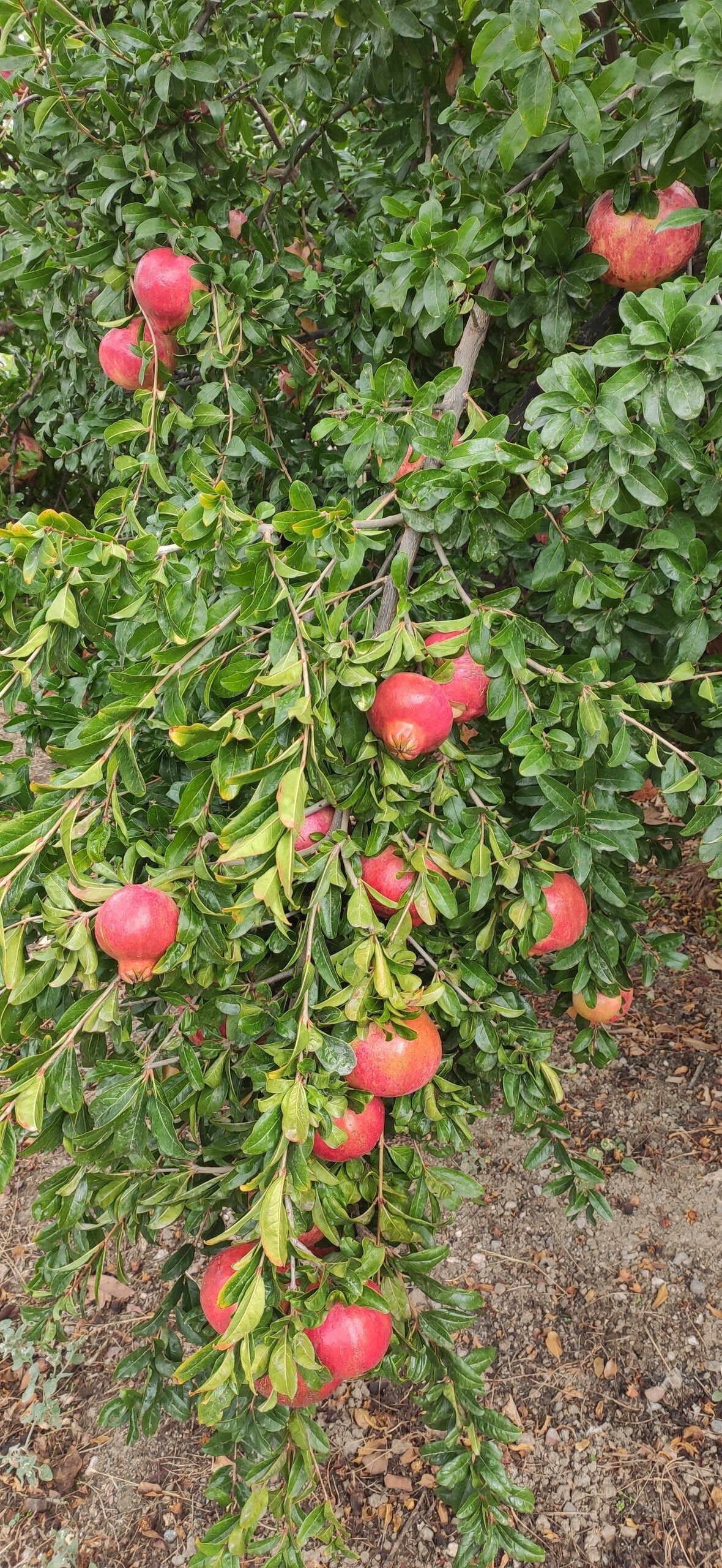 Ρόδια στα κλαδιά της ροδιάς