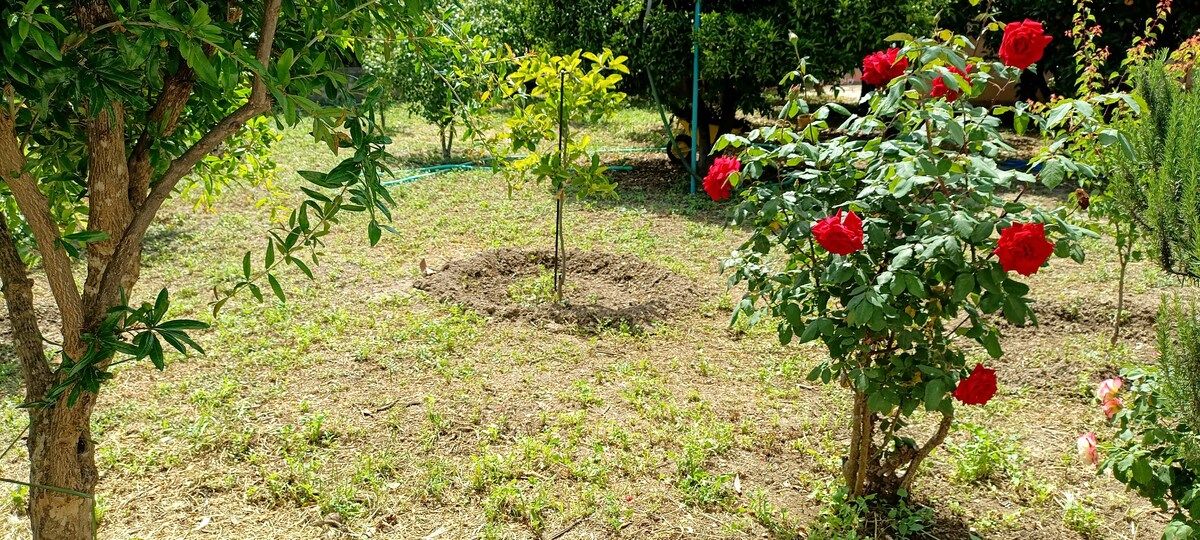 Τριανταφυλλιά μέσα στον οπωρώνα